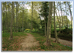 Arbres d'en Casals, Sant Feliu de Pallerols